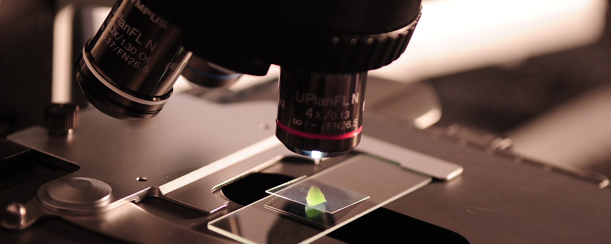 CSA-131 Highly Effective against Colistin-resistant Strains