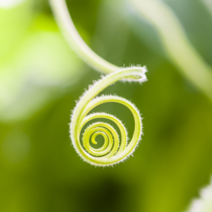  Inspired by nature